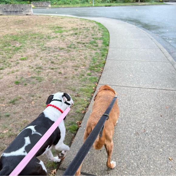 Handcrafted Beaded Dog Collar - The Poppy - Candy Red Acrylic Beads - Picture 3 of 15
